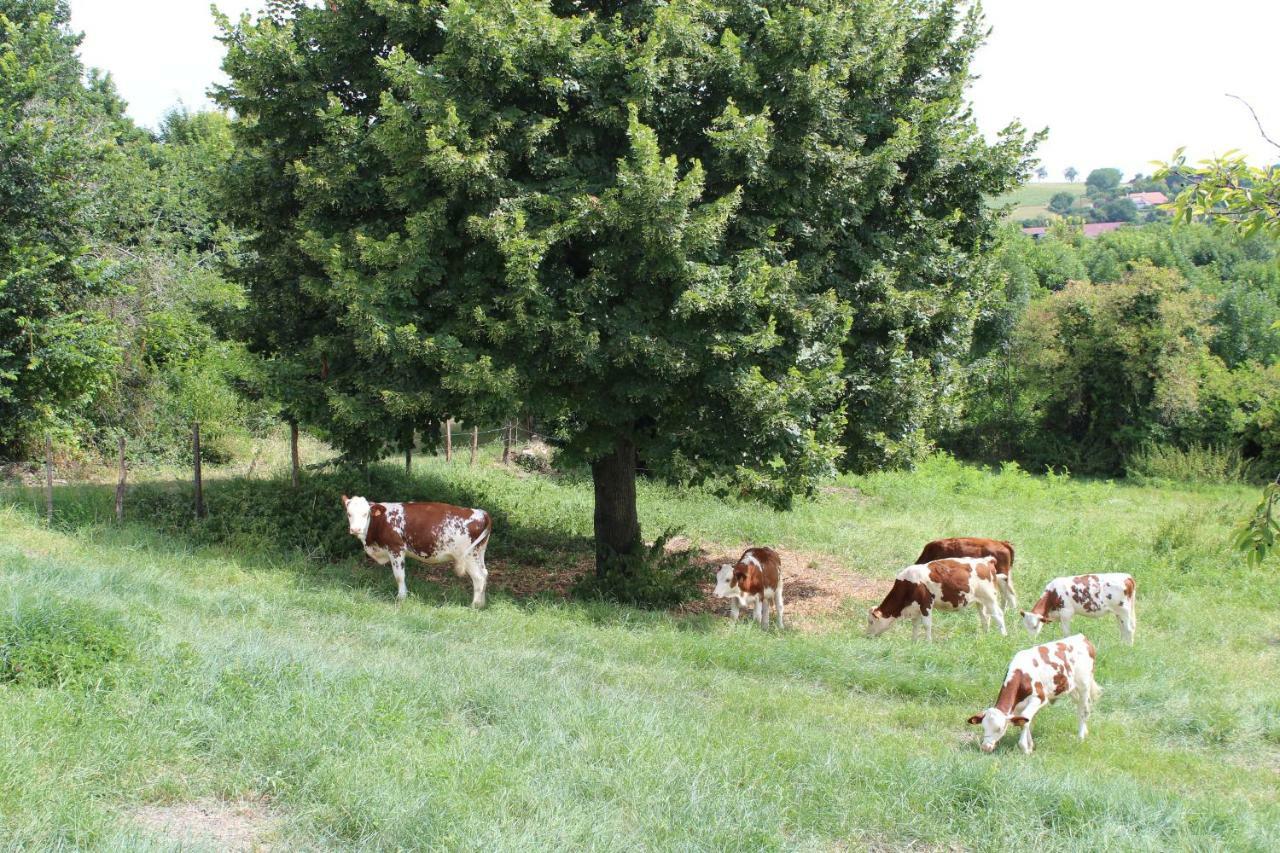 LES MONNATS GITE 8 personnes à la campagne Chaptuzat Exterior foto